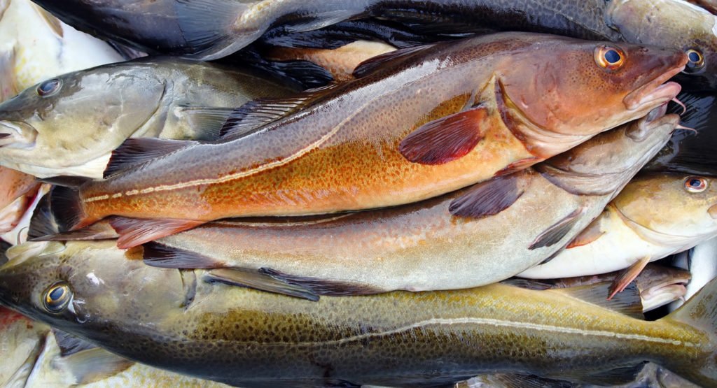 Giá cá tuyết và cá haddock H&G Đại Tây Dương tăng mạnh