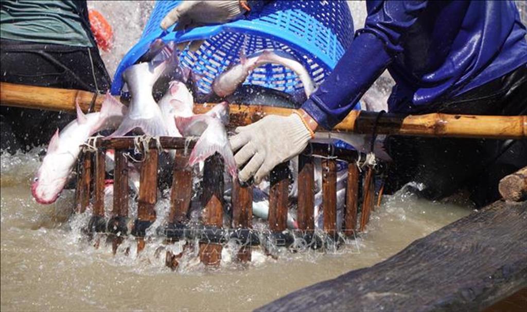 Infographic Xuất khẩu cá tra Việt Nam 10 tháng đầu năm 2024