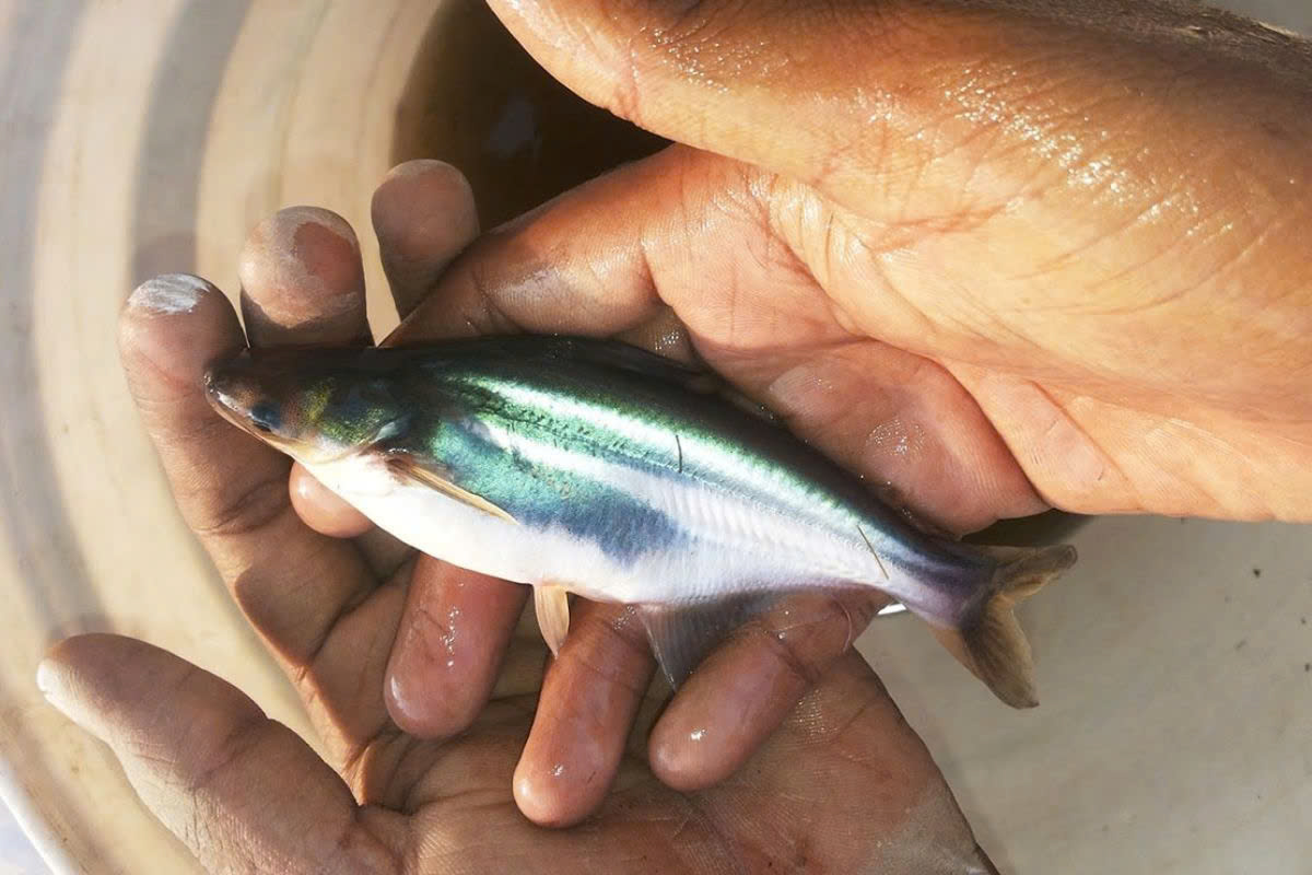 Giải bài toán cá tra giống