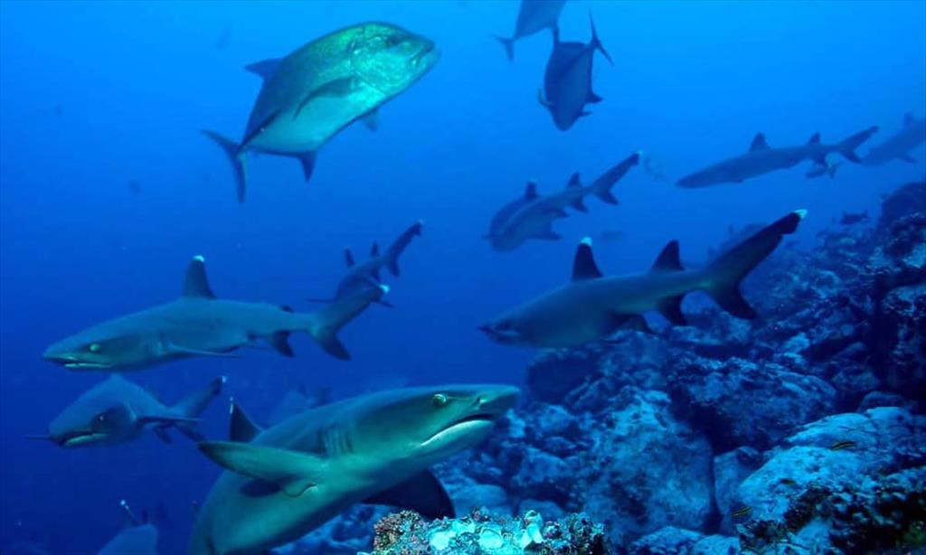 Đảo Cocos của Costa Rica dẫn đầu cuộc chiến chống đánh bắt bất hợp pháp