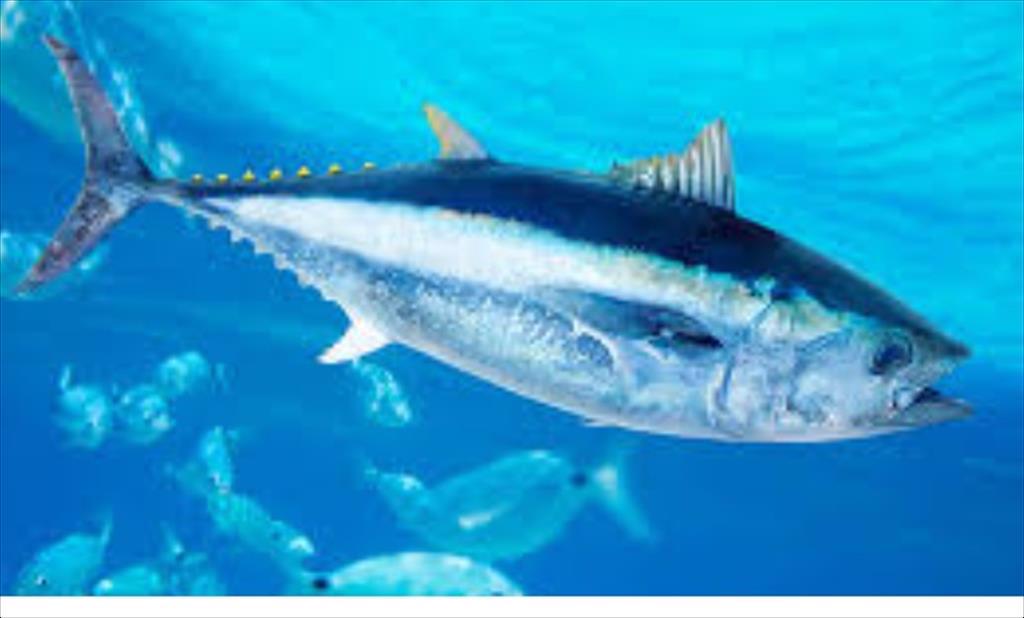 WCPFC kêu gọi tăng cường giám sát và bảo tồn bền vững nguồn lợi thủy sản tại cuộc họp thường niên