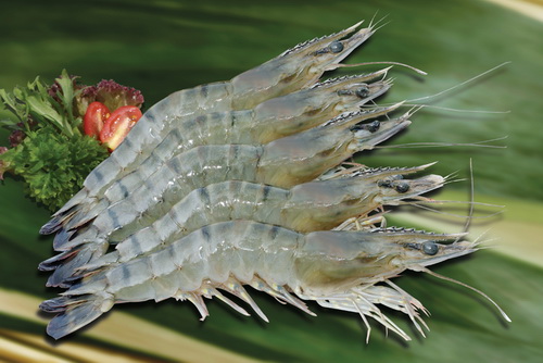 Các nhà chế biến tôm Ấn Độ chuyển hướng sang thị trường Trung Quốc