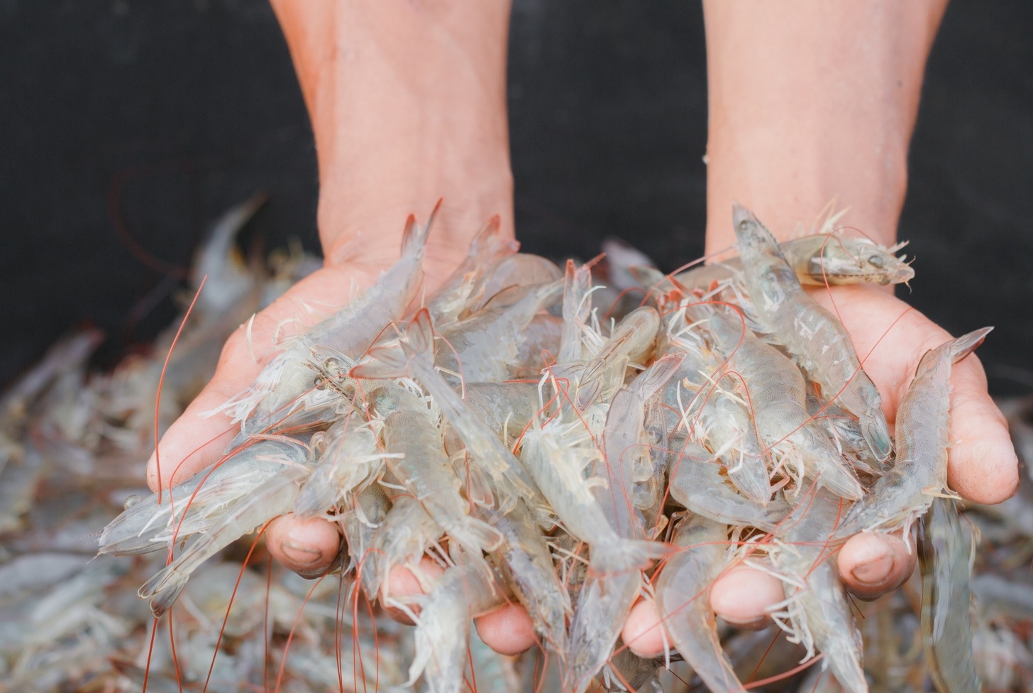 Nhập khẩu tôm của Trung Quốc trong tháng 10 giảm 13%