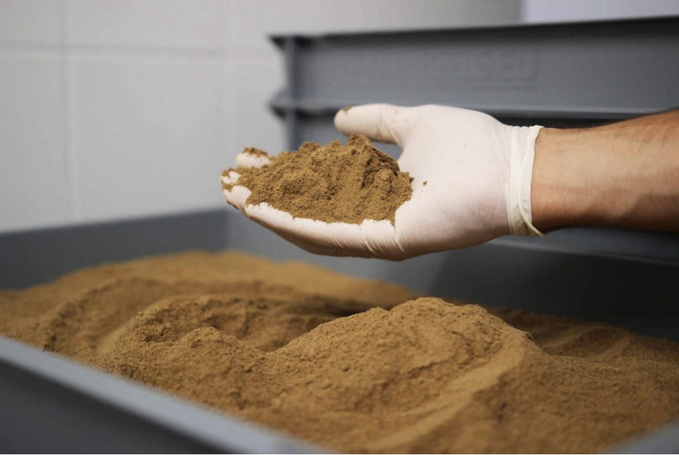 Thị trường bột cá Peru sôi động khi bắt đầu vụ khai thác thứ hai 