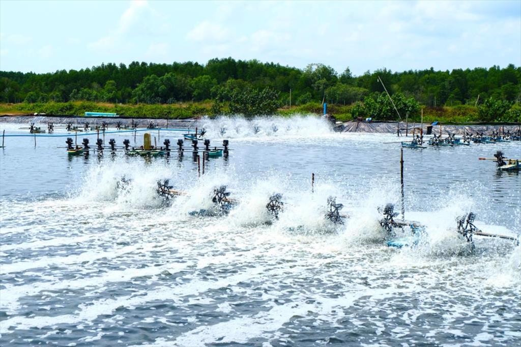 Những vấn đề quan tâm xoay quanh con tôm