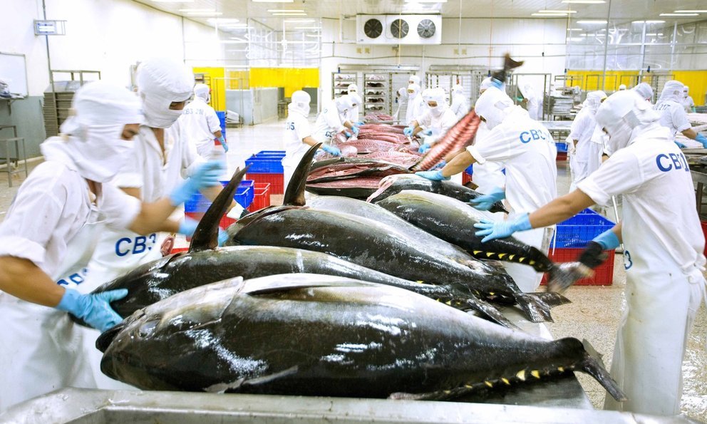Opportunities and challenges for tuna exports after the 2024 US Presidential election result