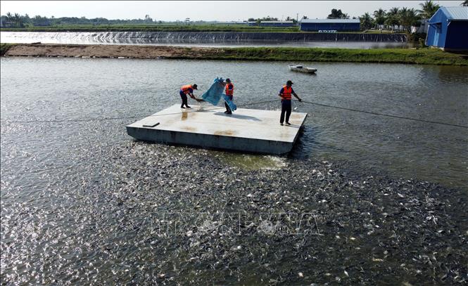 Đồng Tháp Giá trị sản xuất ngành hàng cá tra năm 2024 ước đạt 8.802 tỷ đồng