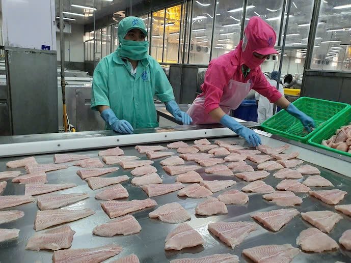 Xuất khẩu cá tra ở ĐBSCL Triển vọng và thách thức