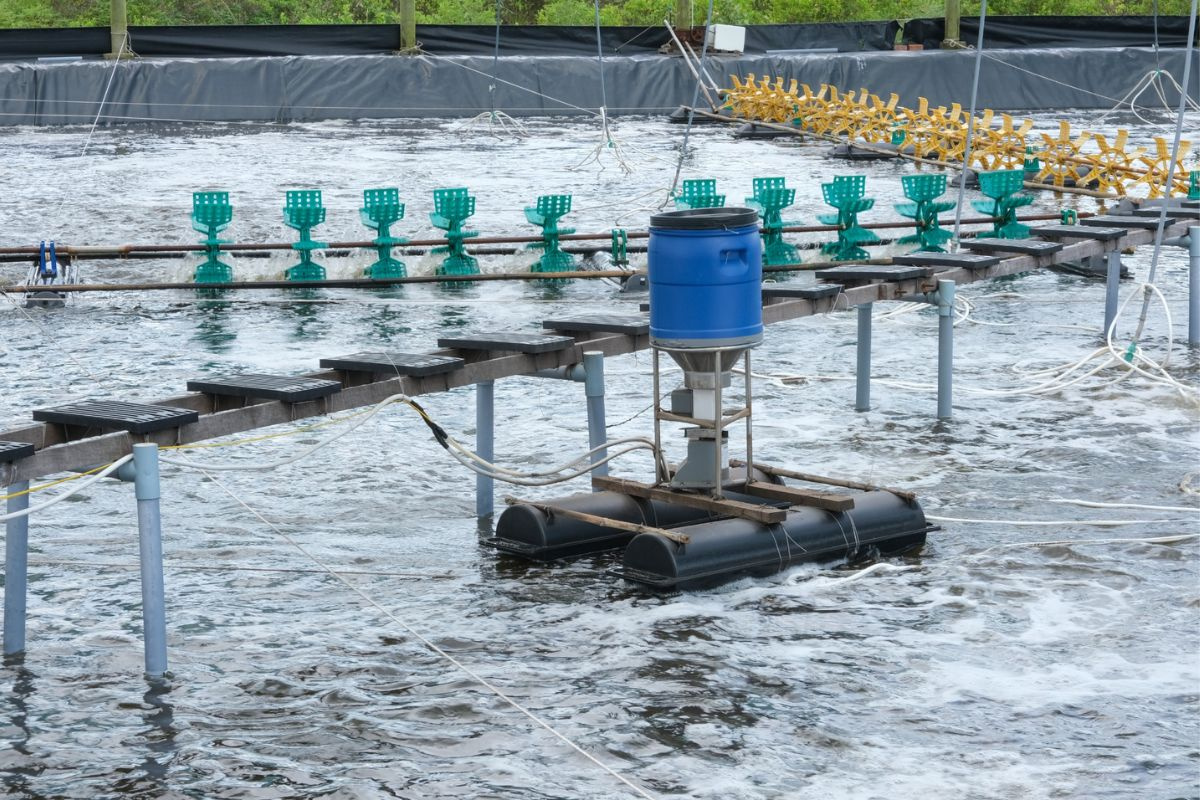 Binh Dinh: sustainable whiteleg shrimp farming with Semi-Biofloc technology