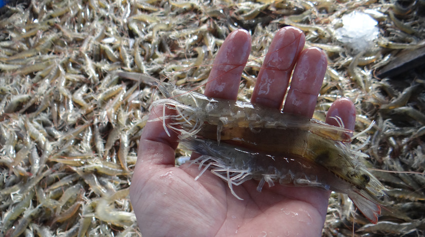 Tôm Brazil dự kiến sắp được xuất khẩu trở lại vào Trung Quốc