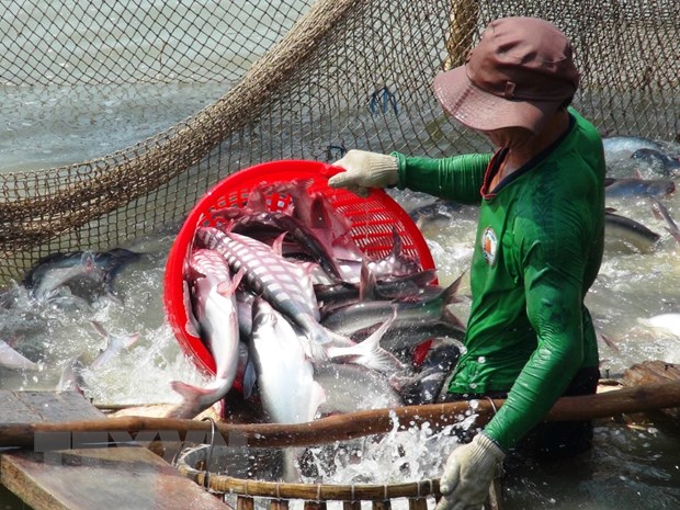 An Giang Mô hình ương cá tra hai giai đoạn cho lợi nhuận cao hơn