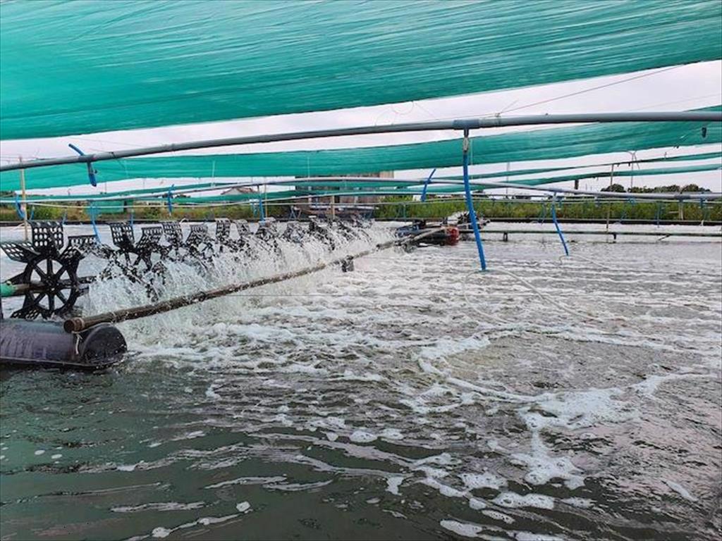 Tôm nguyên liệu ít, giá tôm dự kiến tiếp tục tăng