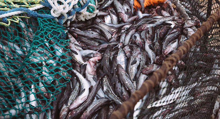 Nga đặt mục tiêu tăng sản lượng khai thác từ vùng biển châu Phi