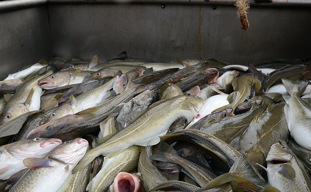 Hạn ngạch cá tuyết Biển Bắc sụt giảm