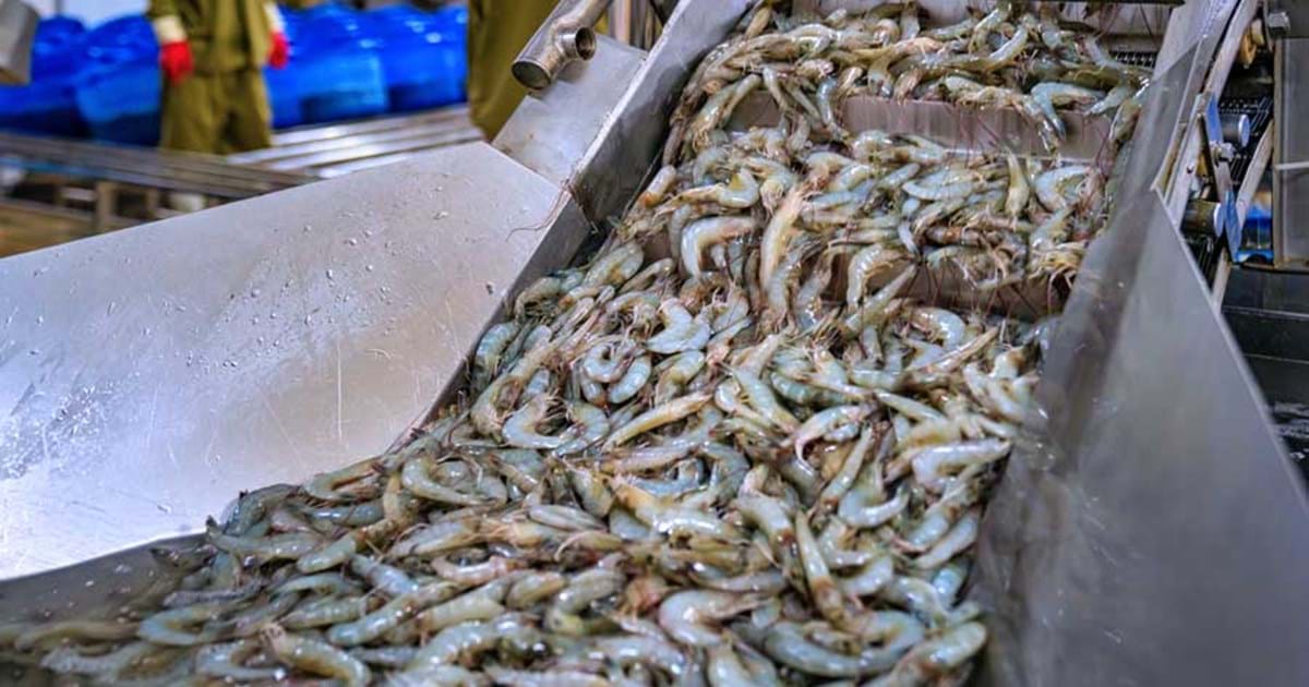 Tôm Brazil đối mặt với thách thức về giá khi tiến vào thị trường Trung Quốc