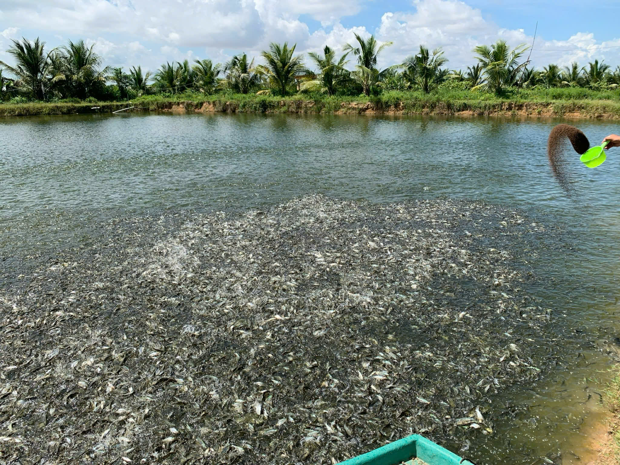 Tiền Giang Sản lượng thu hoạch cá tra năm 2024 đạt 103% kế hoạch