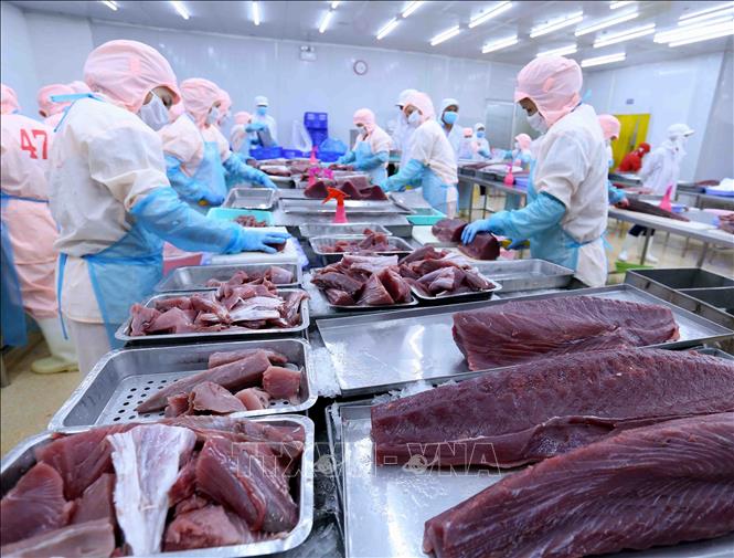 Vietnam’s tuna exports to Japan recover faster than expected