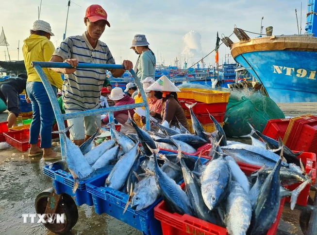 Gỡ vướng cho doanh nghiệp trong cấp giấy xác nhận nguyên liệu thủy sản khai thác