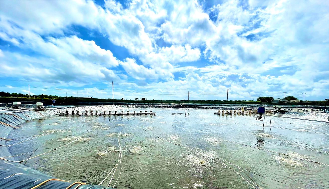 Vietnam’s shrimp farming output reaches 1,106.9 thousand tons in the first 10 months of 2024  