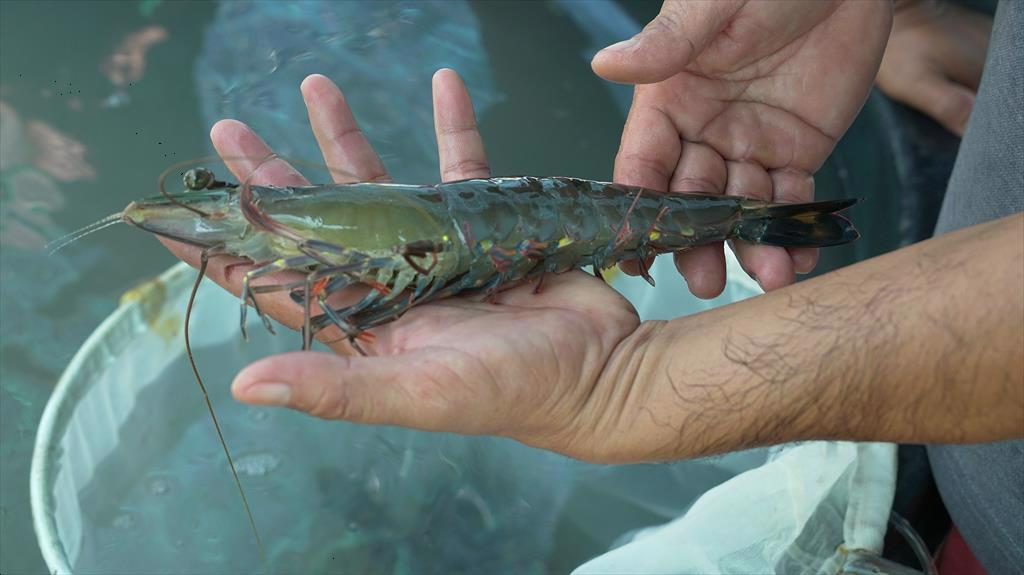 Ninh Thuan province Targeting the production of 50 billion shrimp post-larvae by 2025