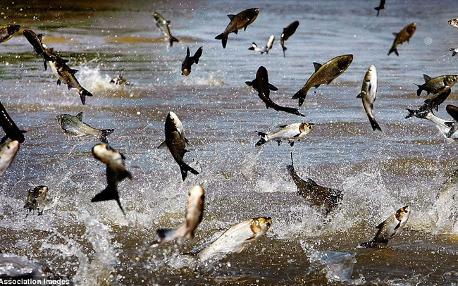 Dong Thap province Pangasius production value estimated at VND 8.802 billion in 2024  