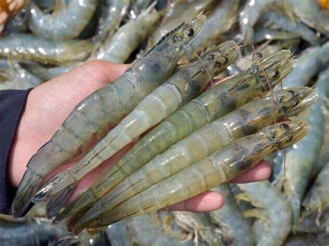 Soc Trang Province Promoting sustainable shrimp farming models  