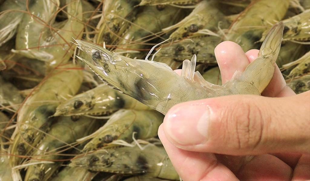 Xuất khẩu tôm của Honduras phục hồi trong tháng 11 