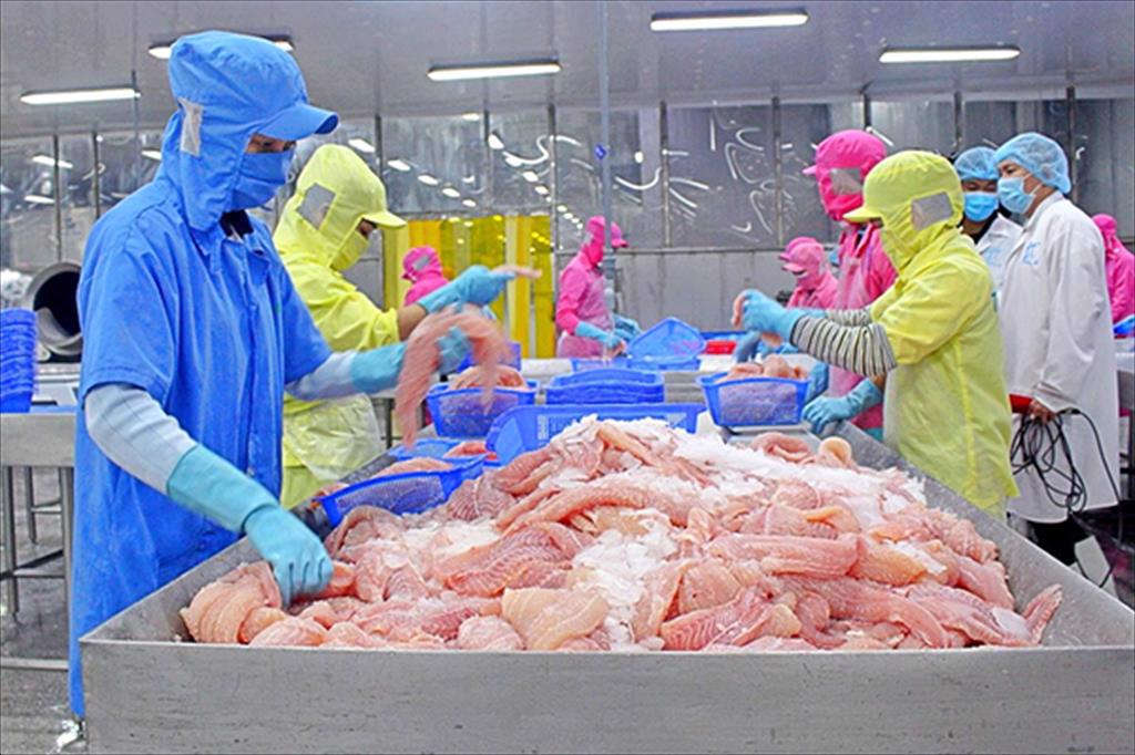 Infographic Xuất khẩu cá tra Việt Nam 11 tháng đầu năm 2024