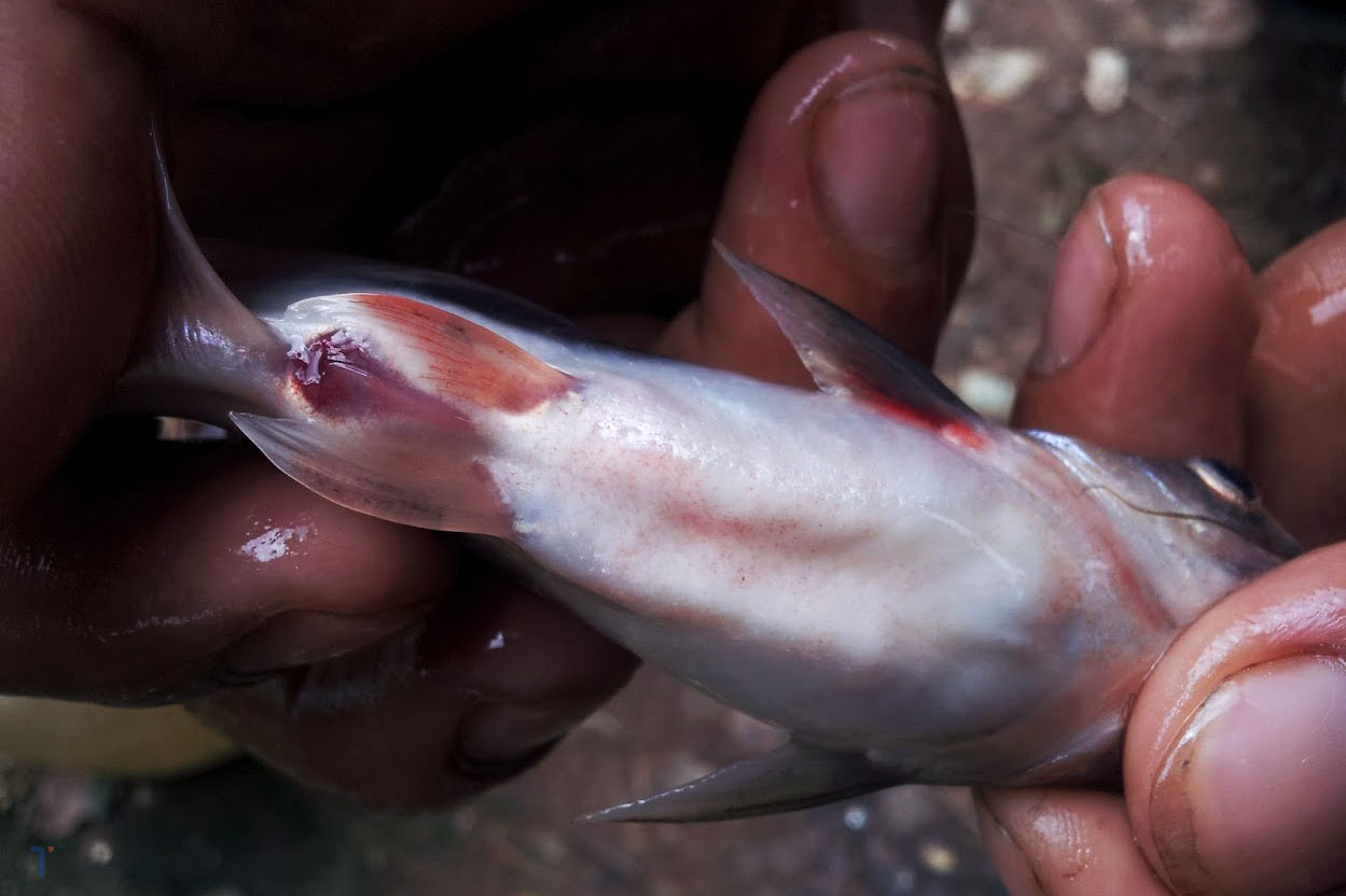 Vẫn cần nâng cao chất lượng giống cá tra 