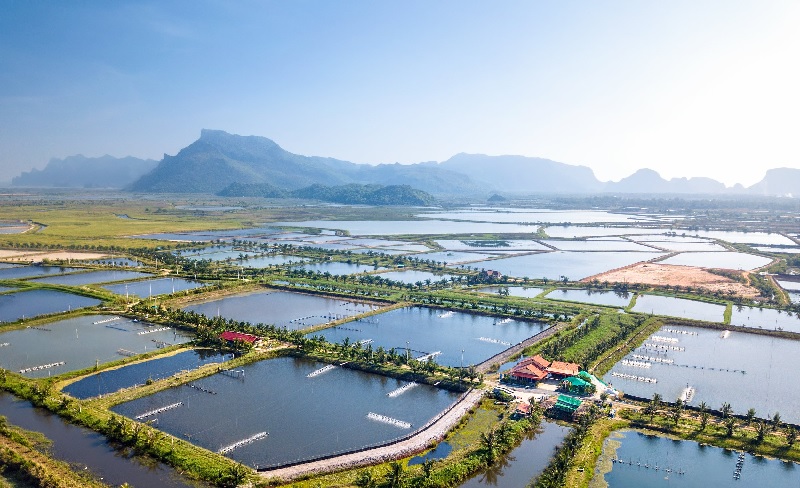 Giá tôm thế giới trong tuần giữa tháng 12 