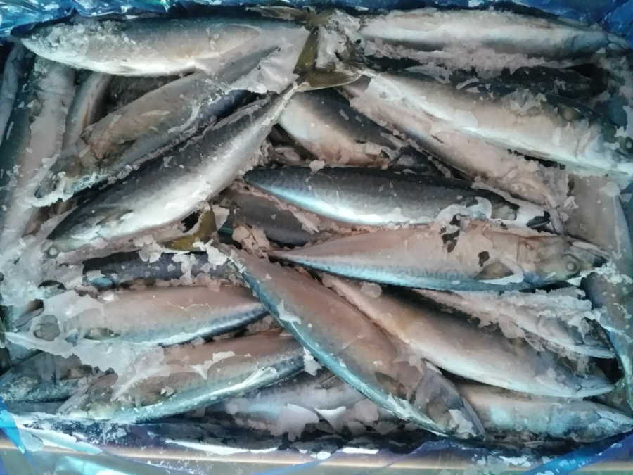 Nhập khẩu cá thu đông lạnh của Hàn Quốc giảm 