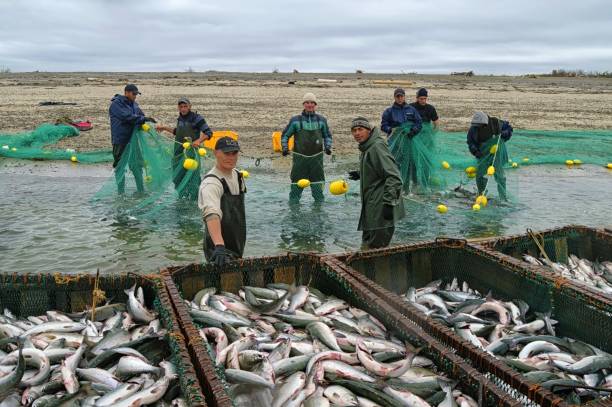 Ngư dân Nga đánh bắt hơn 4,6 triệu tấn thủy sản 