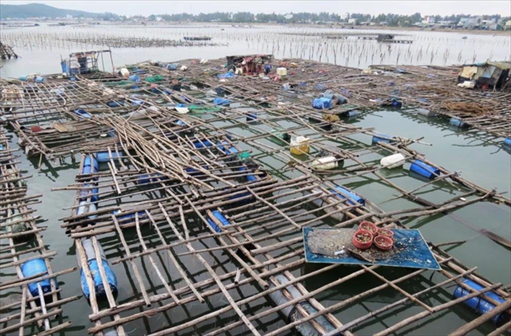 Quảng Ngãi phát triển nuôi trồng thủy sản thành lĩnh vực sản xuất hàng hóa