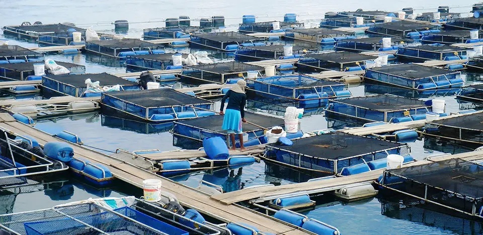 Brazil Giá cá rô phi giảm do nhu cầu yếu 