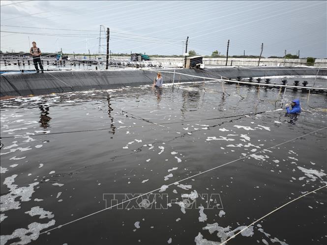 Phát triển mạnh các vùng nuôi tôm ứng dụng công nghệ cao