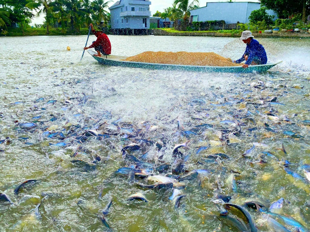 Vietnam pangasius farming results for 2024 and directions for 2025  