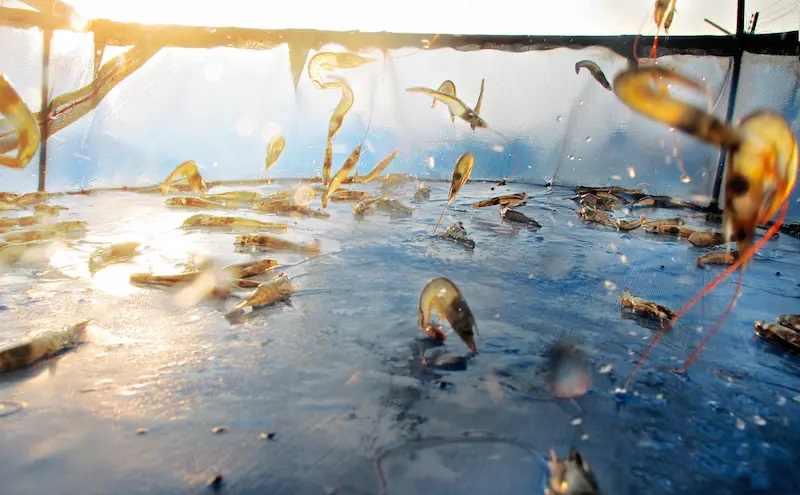 Aquagold (Ecuador) đặt mục tiêu năm 2025 đạt doanh thu 350 triệu USD từ chế biến tôm 