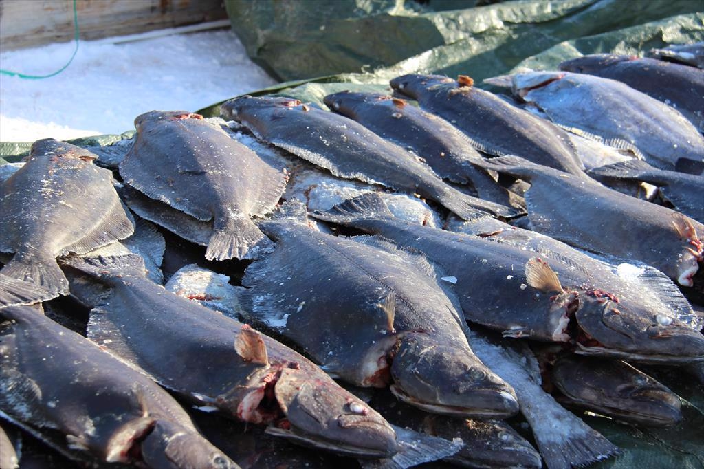 TAC cá bơn Greenland vẫn ổn định cho năm 2025