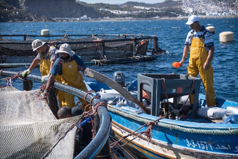 Morocco tăng hạn ngạch khai thác bạch tuộc cho vụ đông năm 2025 