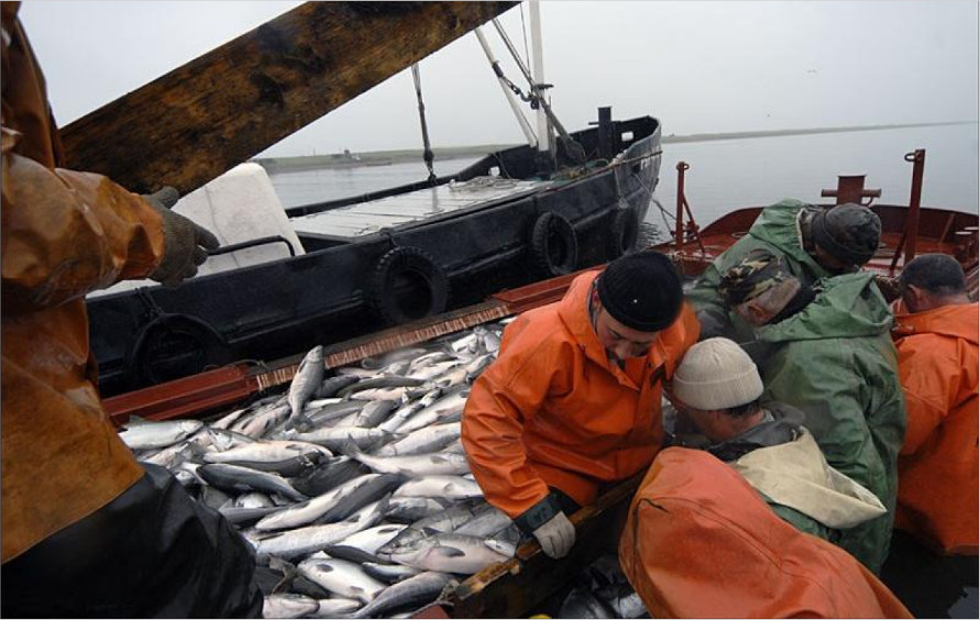 Nga phê duyệt phân bổ hạn ngạch khai thác Viễn Đông cho năm 2025  