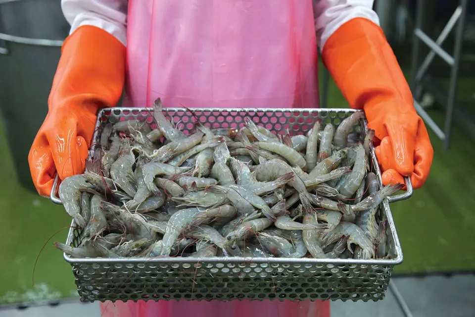 Giá tôm Thái Lan tăng trong những tuần cuối năm 2024 