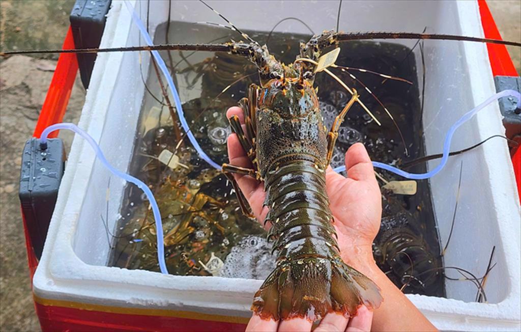 Gắn tem truy xuất nguồn gốc cho tôm hùm