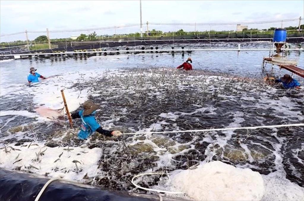 Soc Trang sets 1.9 billion USD export target for 2025