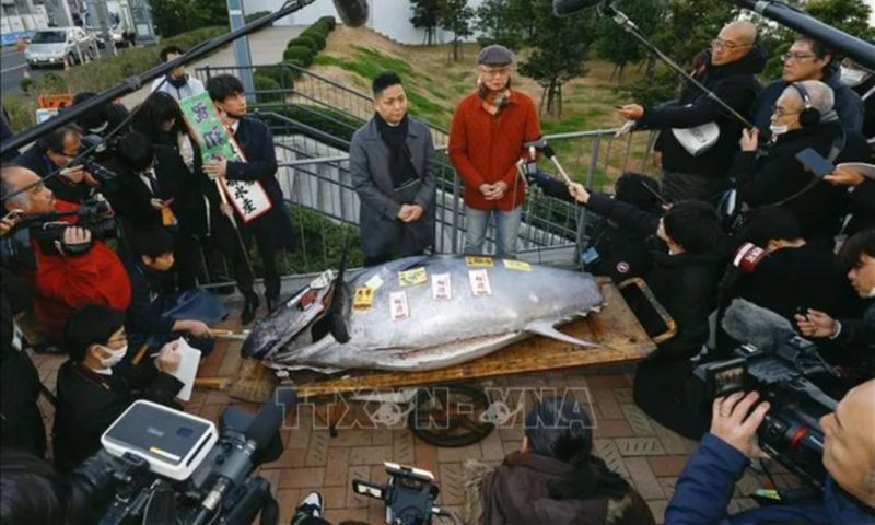 Cá ngừ vây xanh đấu giá hơn 1,3 triệu USD tại chợ Toyosu, Nhật Bản