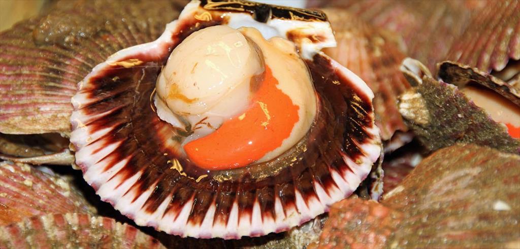 Canada giảm 39% hạn ngạch sò điệp ngoài khơi năm 2025