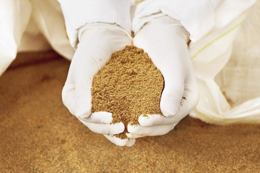 Thị trường bột cá Peru chững lại trong tuần đầu năm 2025 