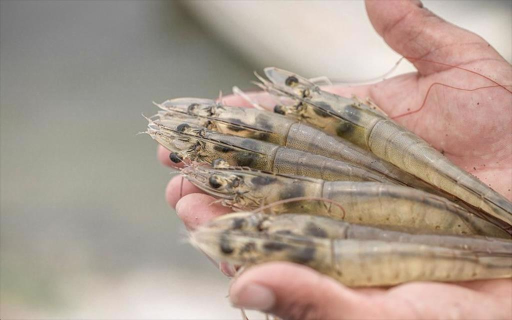 Xuất khẩu tôm Ecuador gặp khó trong năm 2024