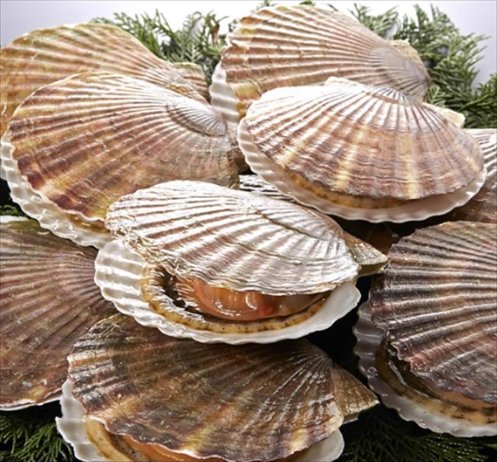 Giá sò điệp Nhật Bản tăng vọt do nhu cầu toàn cầu tăng, sản lượng thu hoạch của Hoa Kỳ giảm