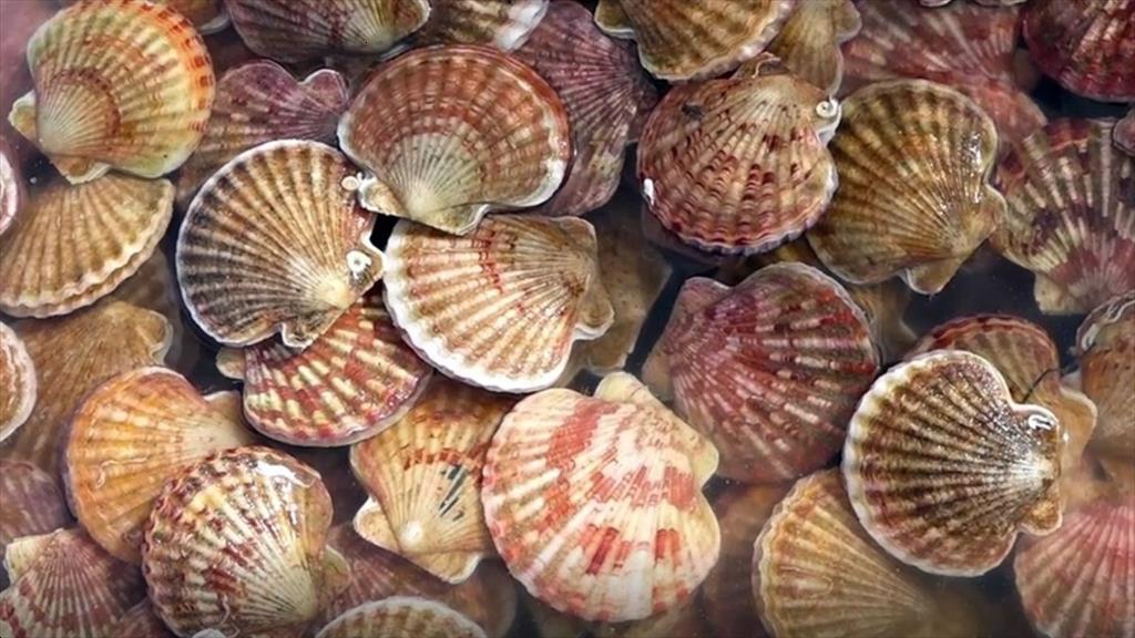 Thị trường sò điệp Hoa Kỳ tuần 32025 Giá cao kỷ lục