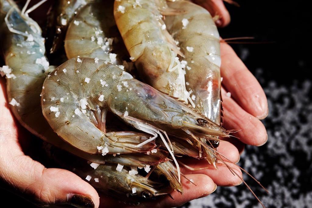 Cần nỗ lực tiếp thị hơn để vực dậy doanh số bán lẻ tôm đang giảm sút ở Mỹ